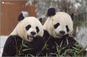 Smithsonian - Pandas, Tian Tian and Mei Xiang
