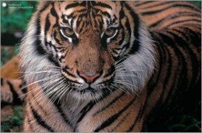 Smithsonian - Sumatran Tiger, Soyono