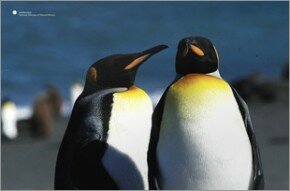 Smithsonian - King Penguins