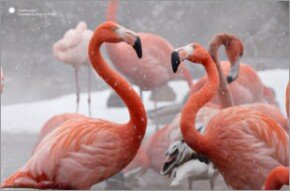 Smithsonian - Greater Flamingos